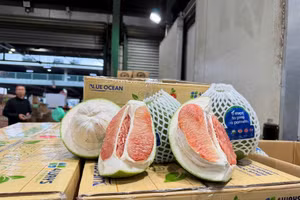 越南新鲜柚子成功准入澳大利亚市场。