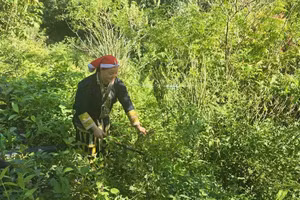 合作社社员陈美丽女士进山采集草药。