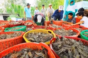虾类加工出口为金瓯省创造了可观的出口收入。