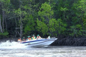 游客在金瓯角国家公园体验穿越红树林生态之旅。