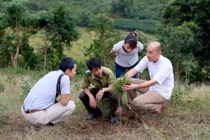 日本国际协力机构专家在奠边省现场指导植树造林。（图片来源：越通社）