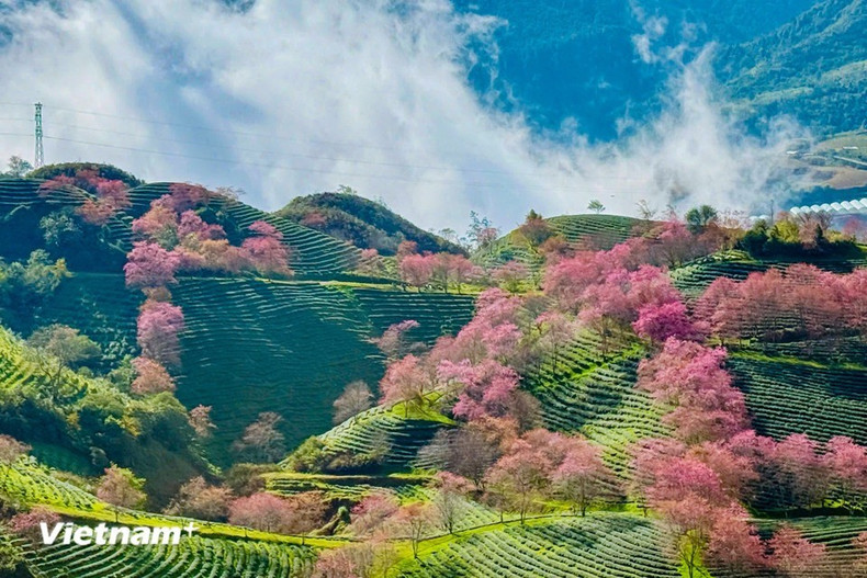 当冬风轻触高原山巅之际，沙坝仿佛在一片绚烂的粉红樱花中苏醒。