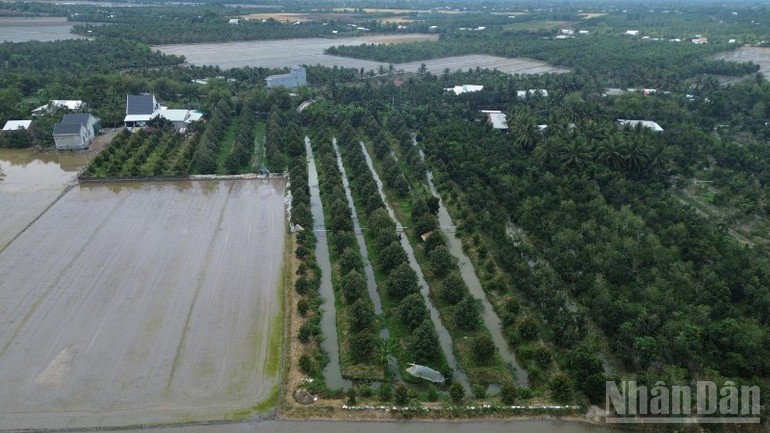 同塔省美诚乡的榴莲种植户正在使用无人机监测他们的果园，为收获做准备。