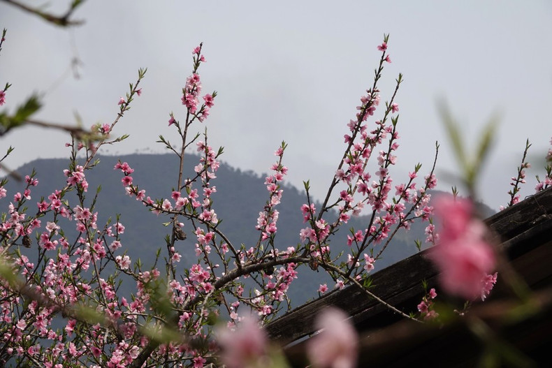 桃花是越南北方民众春节不可或缺的年花。