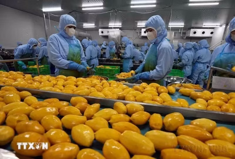 越南芒果加工链。（图片来源：越通社）