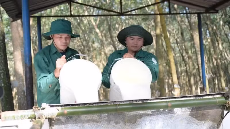 工人们正在越老橡胶公司种植园里割胶。