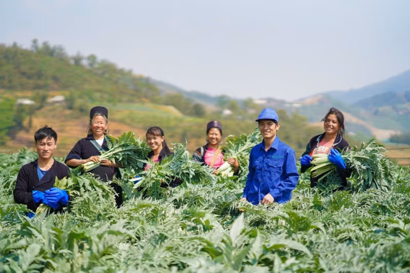 挖掘越南药材多元化利用潜力。