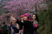 春节期间老街省成为游客具有吸引力的目的地。