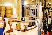 图：得乐Simexco公司咖啡生产作业现场。（明英 摄）