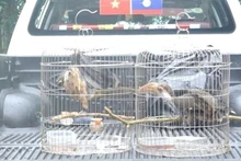 广治省接收两只珍稀白喉犀鸟。
