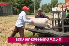越南大米价格居全球同类产品之首【视频】