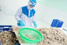 越南四海责任有限公司的鱚鱼骨产品出口到日本。