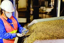 在得乐9·2进出口有限公司进行出口咖啡质量控制。（明英 摄）