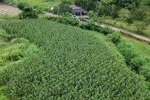 附图。