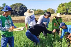 菲律宾专家正在研究提高水稻生产效率的方法。（图片来源：PIA.GOV.PH）