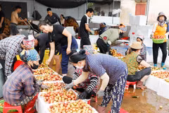 北宁省福和乡农民对荔枝进行加工。