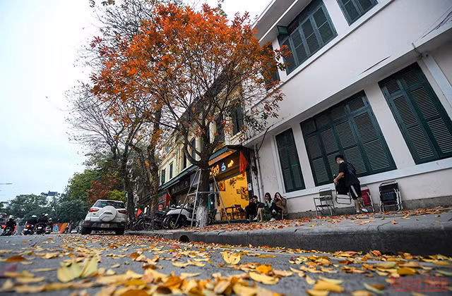 河内市落叶季节 美不胜收 让人着迷（组图） ảnh 10