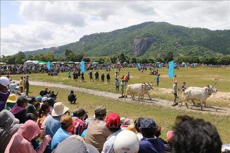 数千人在阳光下为参加比赛的各对牛加油助威。 数千人在阳光下为参加比赛的各对牛加油助威。
