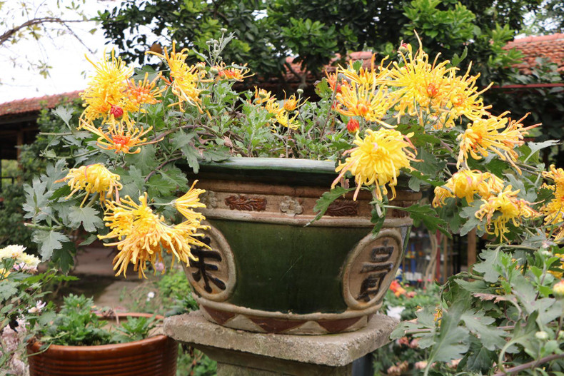 越南观赏植物园里的一种古老菊花。 越南观赏植物园里的一种古老菊花。