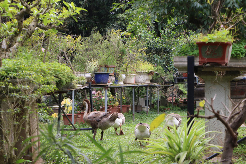 越南观赏植物园的一角。 越南观赏植物园的一角。