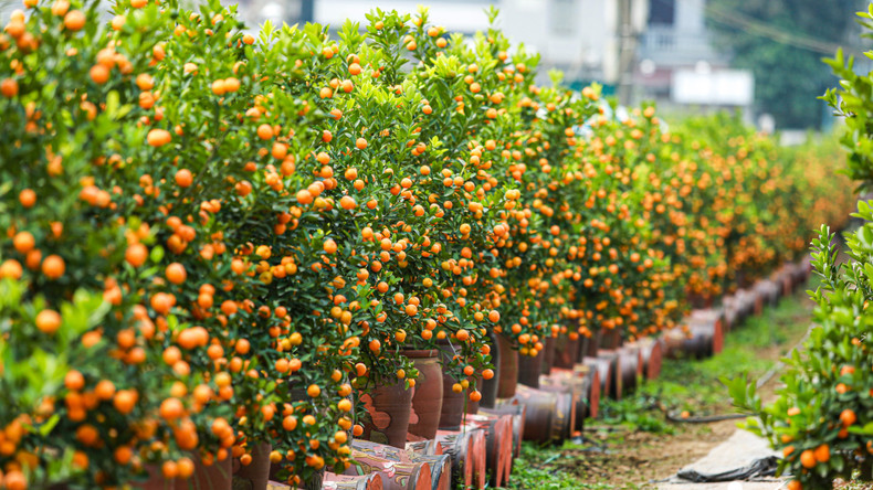 金橘树象征着“丰收”，也是新一年的良好开端。