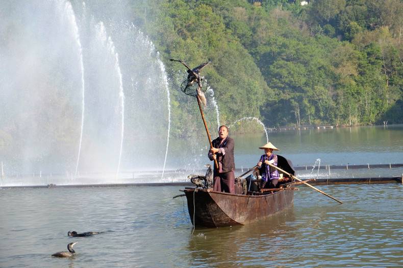 云南省非物质文化遗产——鱼鹰抓鱼表演在定波湖演出。