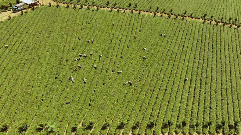 嘉达越有限公司每年每公顷茶叶产量4吨。