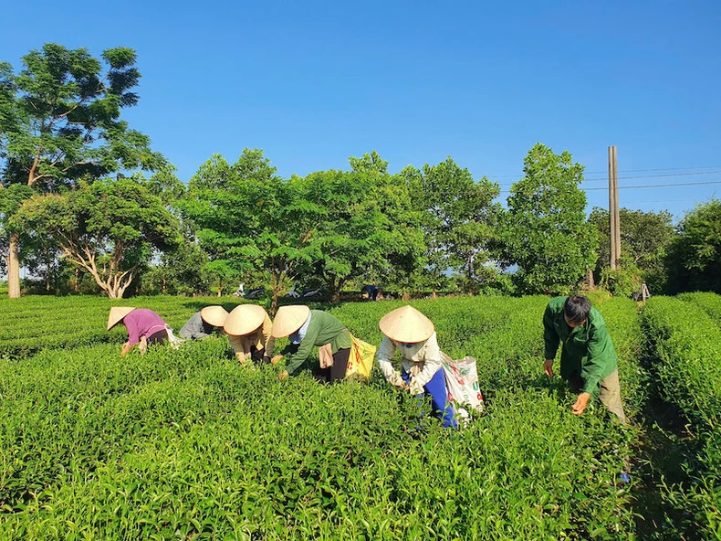 新鲜的嫩茶芽按照“一芽两叶”的标准采摘。 新鲜的嫩茶芽按照“一芽两叶”的标准采摘。