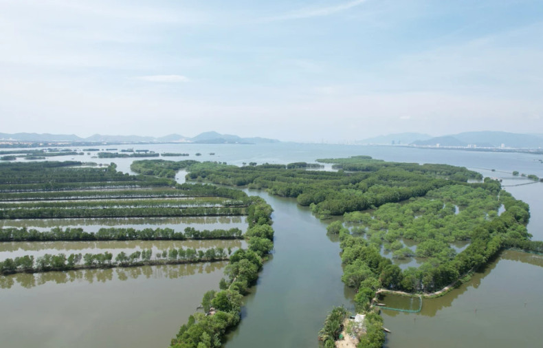 平定省鸟丘红树林。