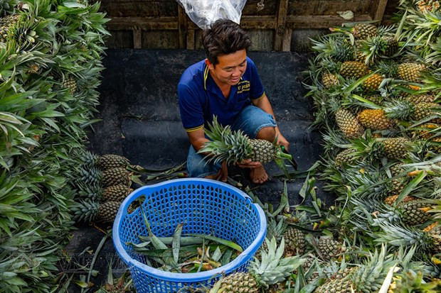 在水上集市集结的菠萝。图自《越南画报》 在水上集市集结的菠萝。图自《越南画报》