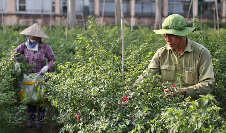 文德合作社农民对采用无公害栽培技术的辣椒进行收获。