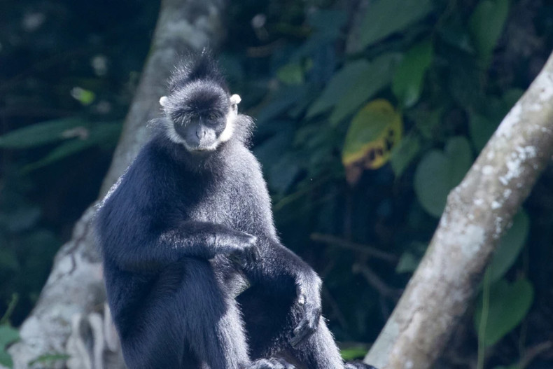 菊芳国家公园里受保护的灵长类动物之一。