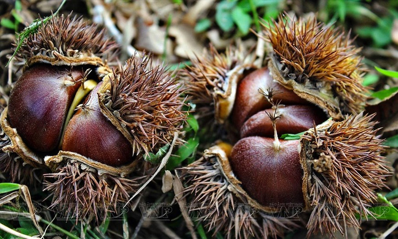 板栗进入成熟的季节。 板栗进入成熟的季节。