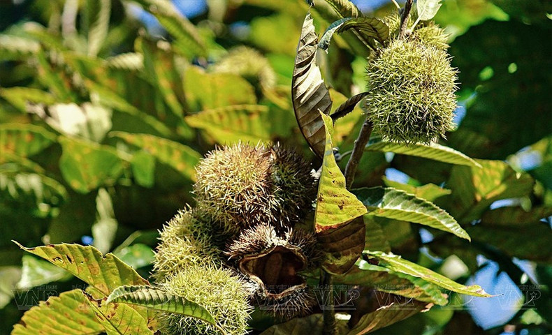 未成熟时,板栗外观类似于未成熟的榴莲,外皮上长出尖锐的毛。 未成熟时,板栗外观类似于未成熟的榴莲,外皮上长出尖锐的毛。