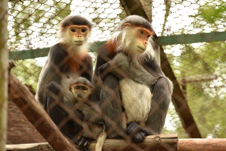 菊芳国家公园将隶属于猕猴属的80只珍稀猴子重新放归大自然。