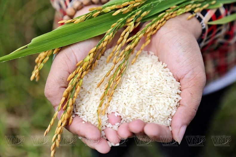 自2016年，河内市青威县三兴乡同河内市粗毛中心联合建立基于越南良好农业规范标准（Vietgap）的水稻种植模式，占地面积25公顷，年产量为每公顷11-12吨。