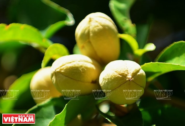 山茶被评为越南独一无二的半岛，拥有越南森林与海洋相伴的唯一自然生态系。山茶林植物有近1000种，其中许多物种被列入急需保护名单。