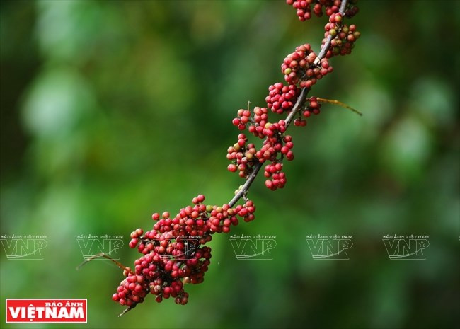 山茶半岛带有不同季节的独特之美。随着时间的推移，山茶的美丽风景仍然完好无损。