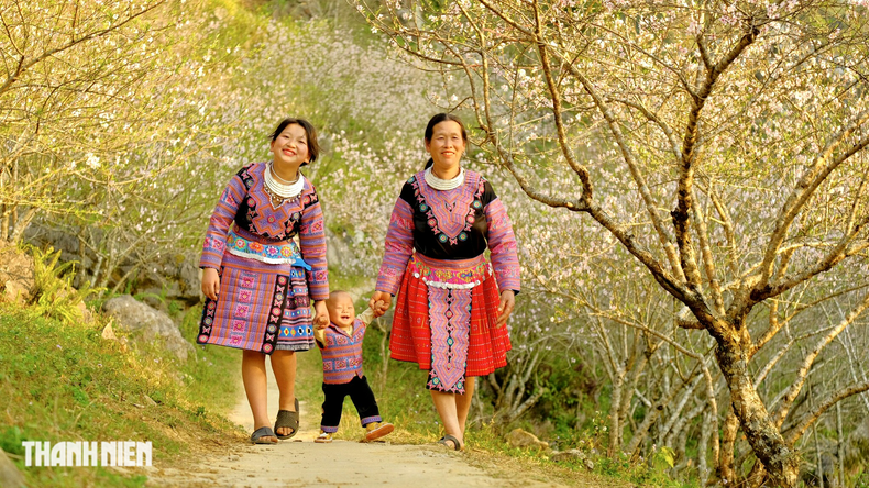 许多桃树种植区正以无与伦比的美景成为吸引游客的目的地。 许多桃树种植区正以无与伦比的美景成为吸引游客的目的地。