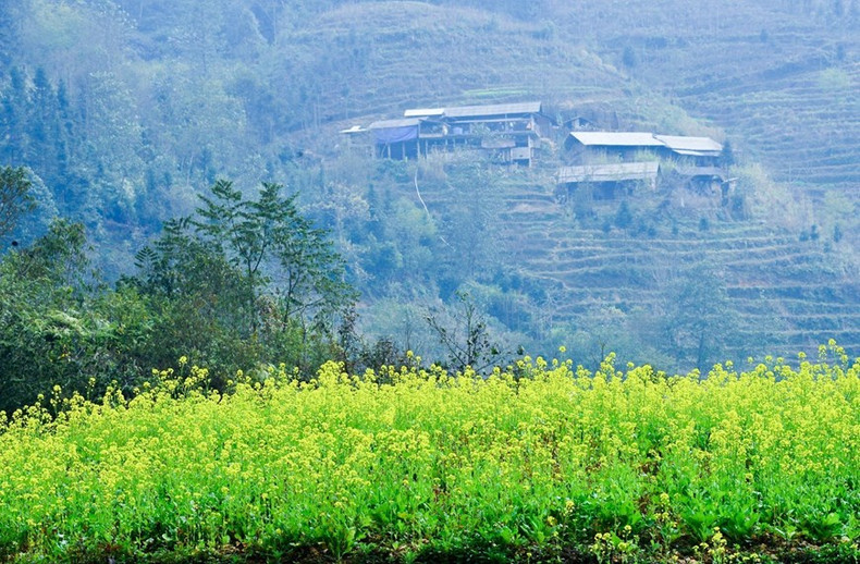 油菜花迎风怒放，勾勒出一幅迷人画卷。