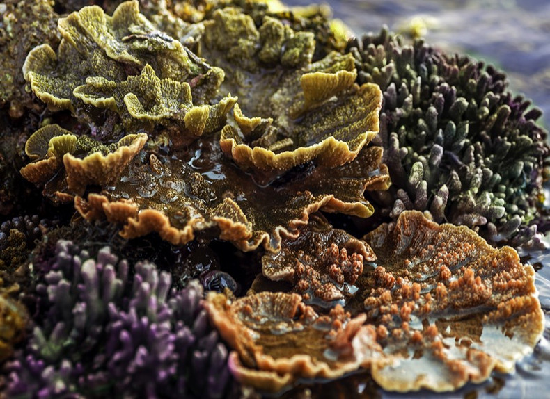 美丽迷人的Green and Yellow Montipora Capricormis。 美丽迷人的Green and Yellow Montipora Capricormis。