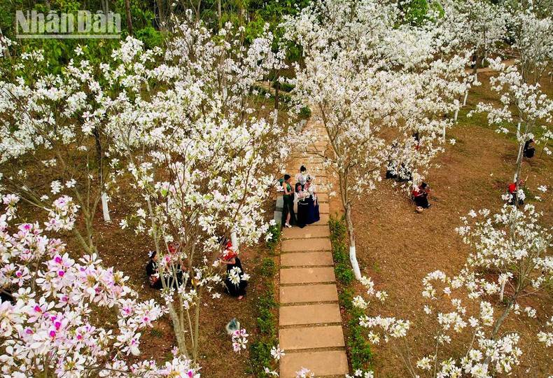 [Ảnh] Sôi động Lễ hội hoa ban thành phố Sơn La ảnh 9
