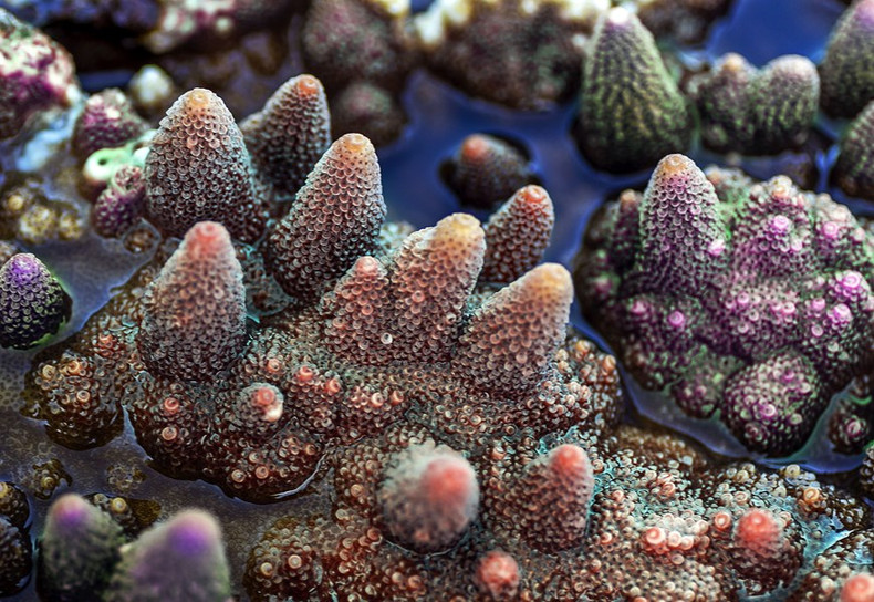 Acropora Purple Bonsai Coral 珊瑚。 Acropora Purple Bonsai Coral 珊瑚。