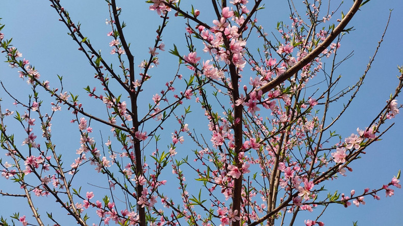 桃花之美点缀春天的色彩。 桃花之美点缀春天的色彩。