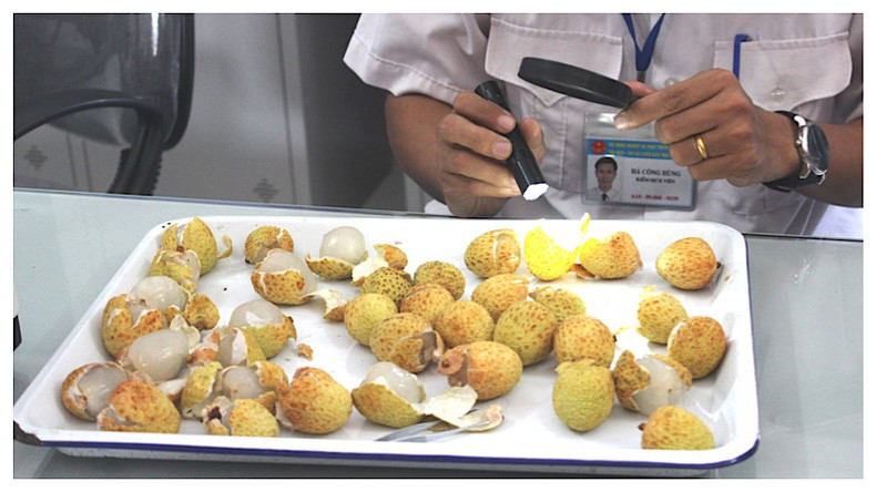 出口到美国的荔枝必须运往胡志明市进行辐照处理。 出口到美国的荔枝必须运往胡志明市进行辐照处理。