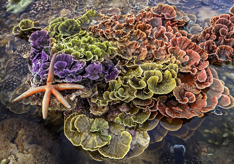Montipora coral Reef珊瑚的独特之美。 Montipora coral Reef珊瑚的独特之美。