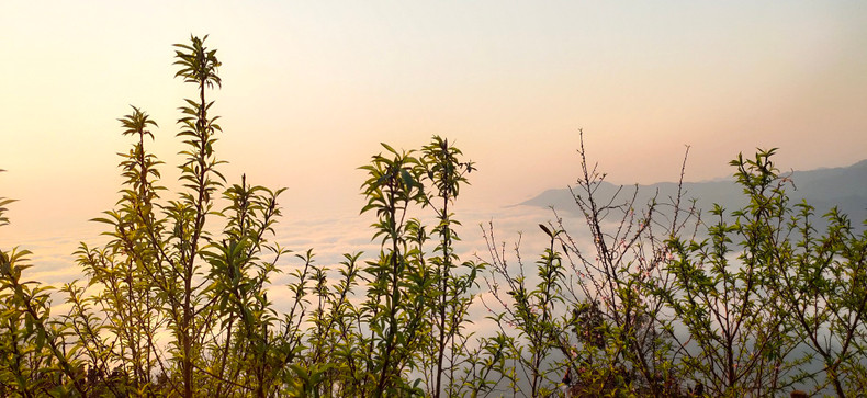 桃花之美点缀春天的色彩。 桃花之美点缀春天的色彩。