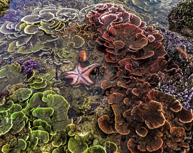 美丽迷人的Purple and Green Montipora Monasteriata Coral珊瑚。 美丽迷人的Purple and Green Montipora Monasteriata Coral珊瑚。