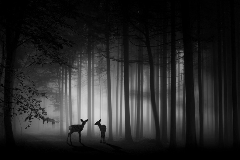 作品《Foggy dawn》，作者马亚平（中国），无边界摄影组织金牌，黑白自由组。