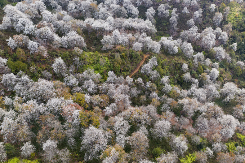 成片的山楂花染白着整个山间。 成片的山楂花染白着整个山间。